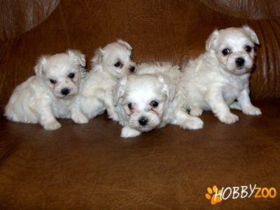 oferta bichon malteze