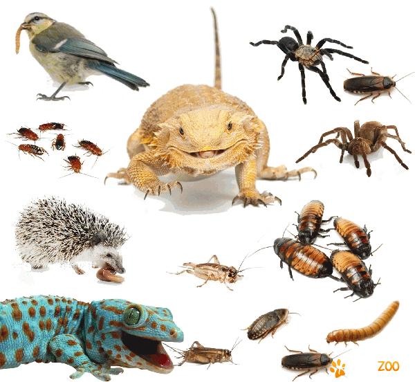 Vand hrana vie pentru reptile