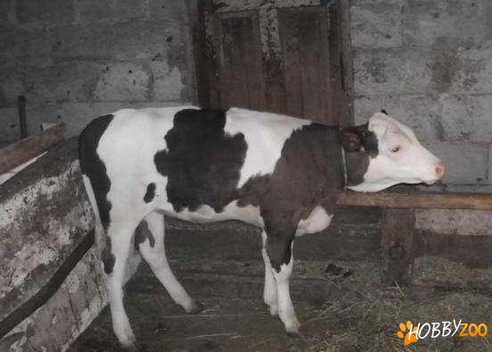 Vitel femela alb cu negru