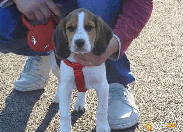 Vand caine beagle    