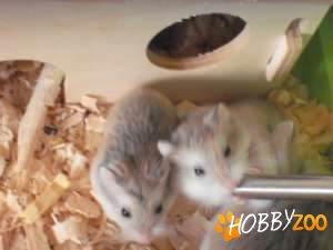 Vand Rozatoare Hamsteri Mici