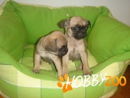Catelusi Mops