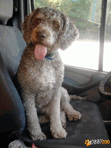 Mascul Lagotto R pt monta