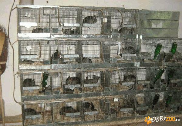 Microferma familii Chinchilla