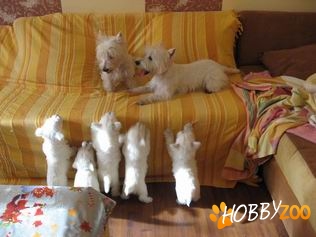 PUIUTI WESTIE DE VANZARE