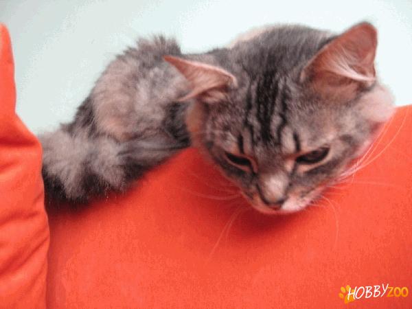 vand pisica british shorthair