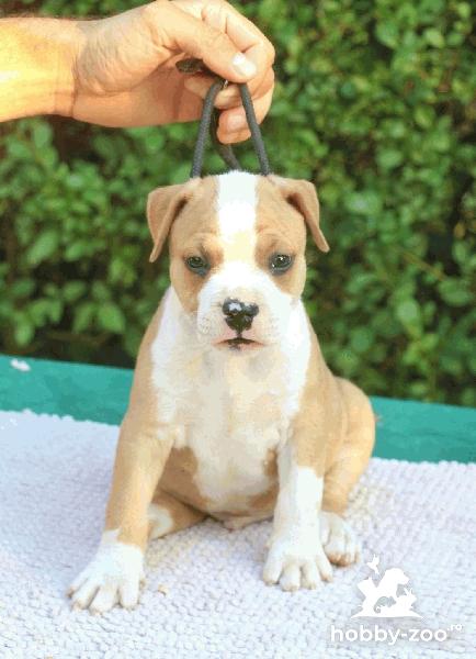American Staffordshire Terrier căței