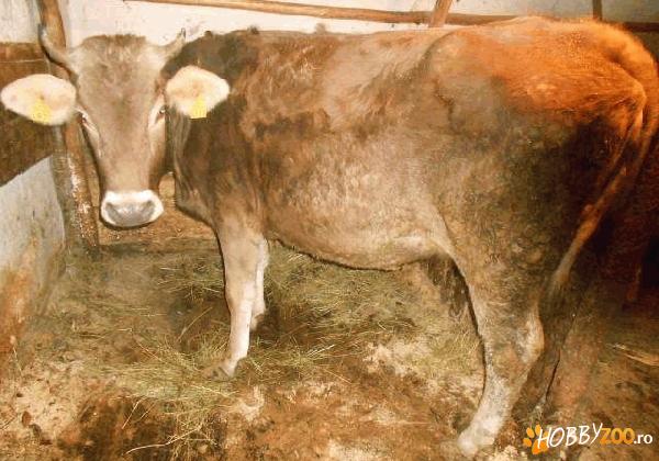 vaca de lapte 2 ani    