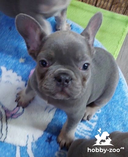 Exotic Buldog francez