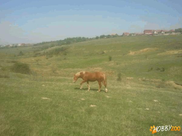 iapa murana si manza