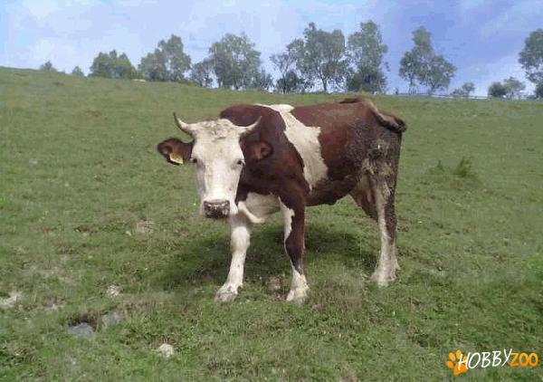 Vaca producatoare de lapte