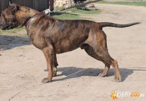  presa canario pentru montă 
