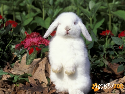 Iepuri pitici Holland lop