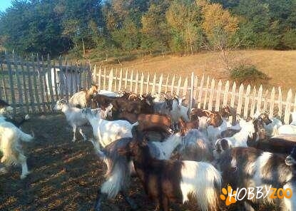 Turma de capre si tapi