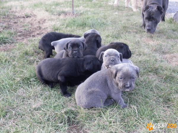 vand catei cane corso