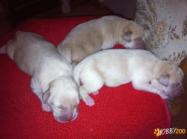  pui labrador retriever cu pedigree
