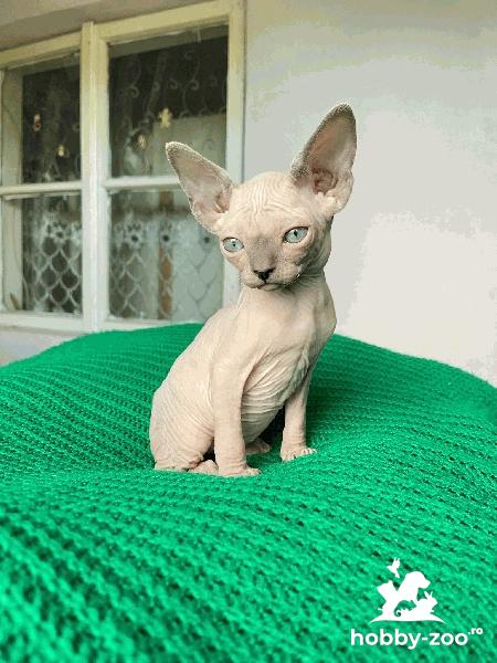 Vand pui de pisica Sfinx