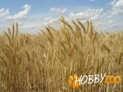 societate vinde furaje