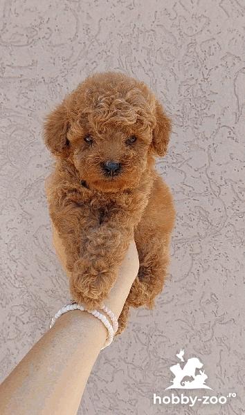 Pui de Caniche Pitic și Toy