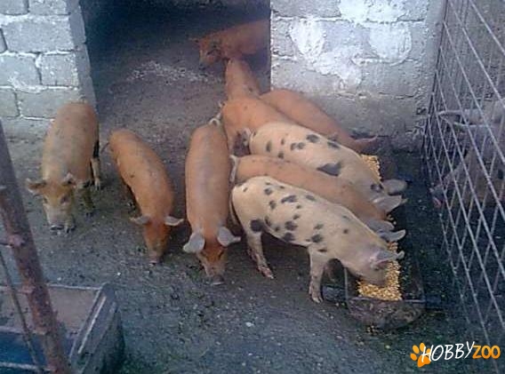 Vand Porci rasa Duroc