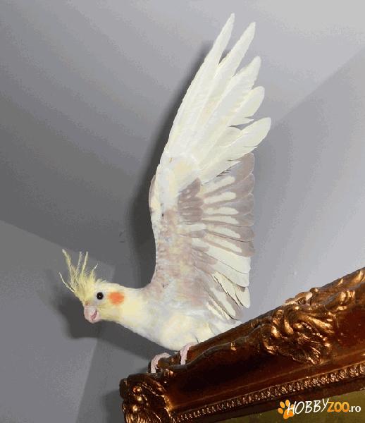 Vand Nimfa baiat tanar