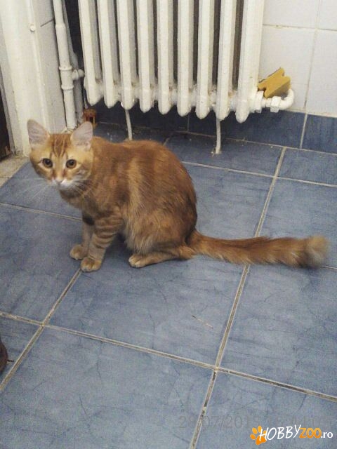 PIERDUT GARFIELD !!! !!! !!!