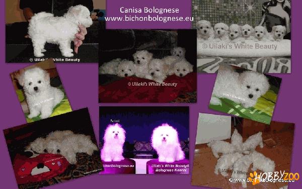 Vand Pui Bichon Bolognese cu Pedigree