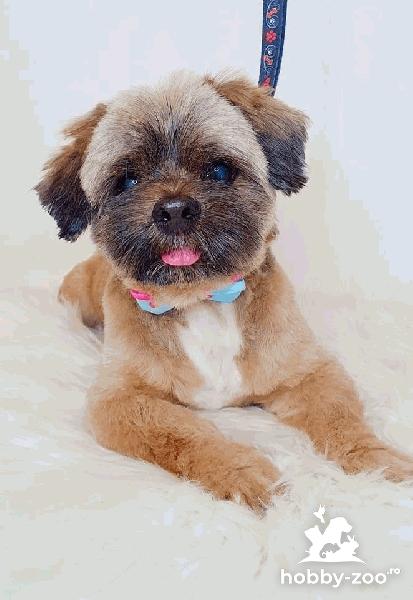 Metis Yorkshire&Bichon pentru monta