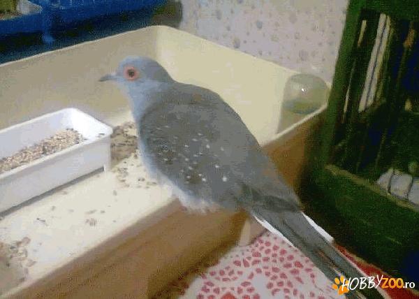 Turturica Diamant Mascul tanar