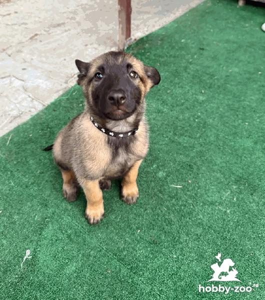 Ciobanesc belgian mascul 