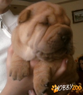  CUIB DE SHARPEI