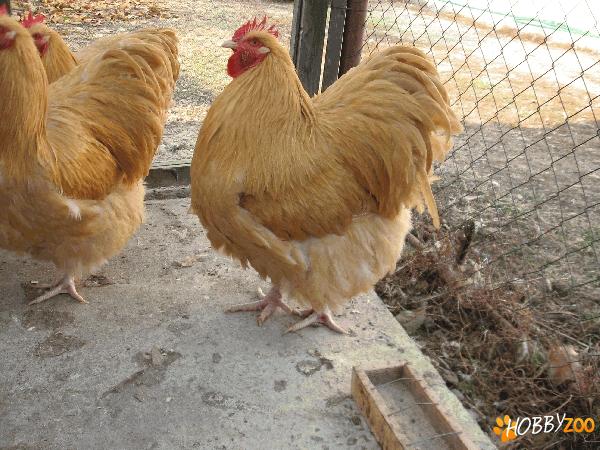 Orpington Galben. Gaini , puici si cocos