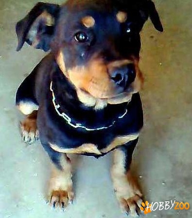 Pui rotweiler vaccinat deparazitat