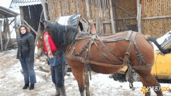 iapa 5 ani buna de tractiune