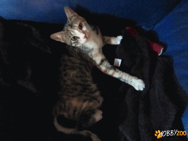 Ofer spre adoptie pisicuta ciprioata