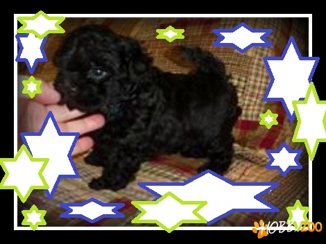 VAND BICHONEI HAVANESE 400 RON