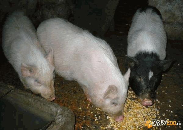 porci vietnamezi ieftini