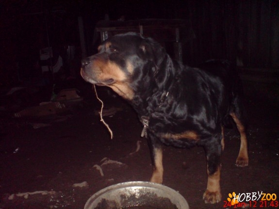 Metis rottweiler femela