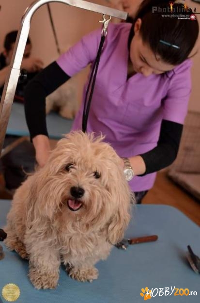 Coafor Canin Profesionist