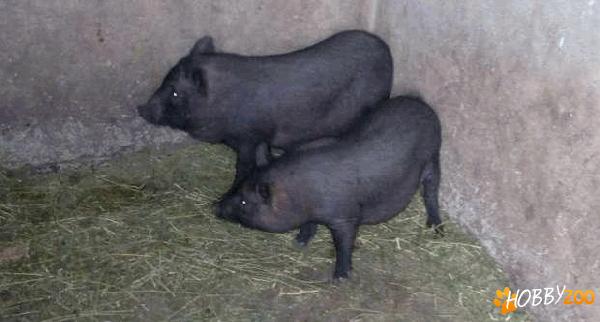 Purcel vetnamez negru