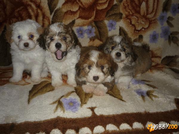 Bichon catelusi jucausi