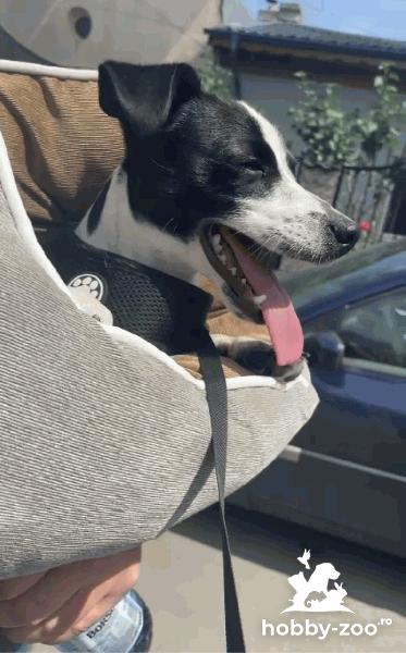  jack russel cross NASCUT in Anglia