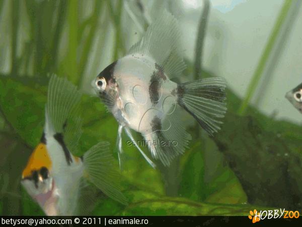 Vand Peste Cichlidae