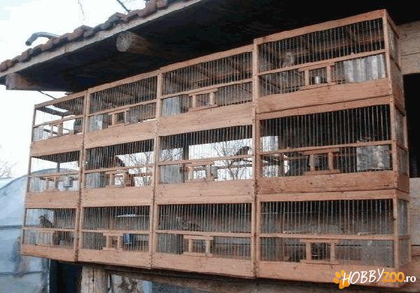 colivii pentru pasari  