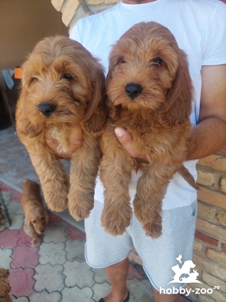 Pui Cockapoo Pui Cockapoo disponibili, 