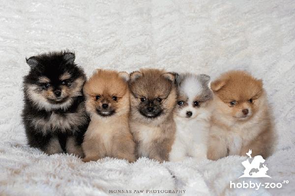 Cățeluși Pomeranian de înaltă calitate