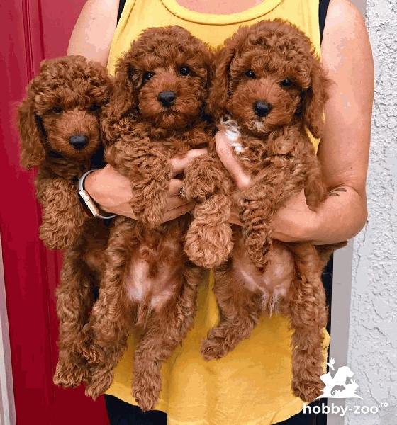 Pui Caniche/Pudel Toy si Pitic