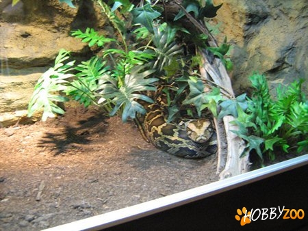 Se Vinde Piton cu Terariu 