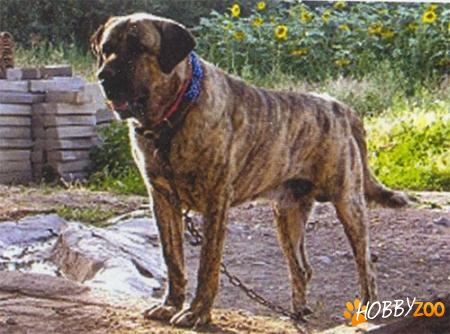 vand pui kangal malak