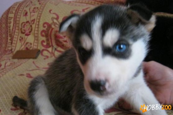 vand Husky negru cu alb